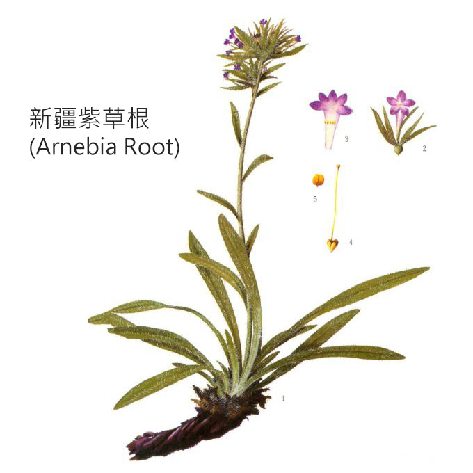 野生新疆紫草根浸泡初榨橄欖油 (6個月) Arnebia Root Infused Oil