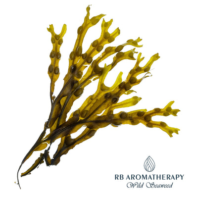 Seaweed Absolute Plant