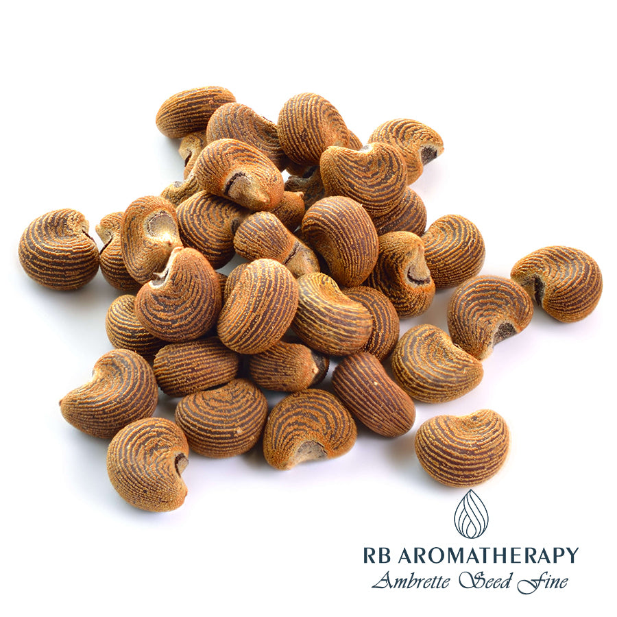 Ambrette Pod 真正麝香黃葵籽CO2精油 Ambrette Seed Fine 天然定香 - REAL BOTANY